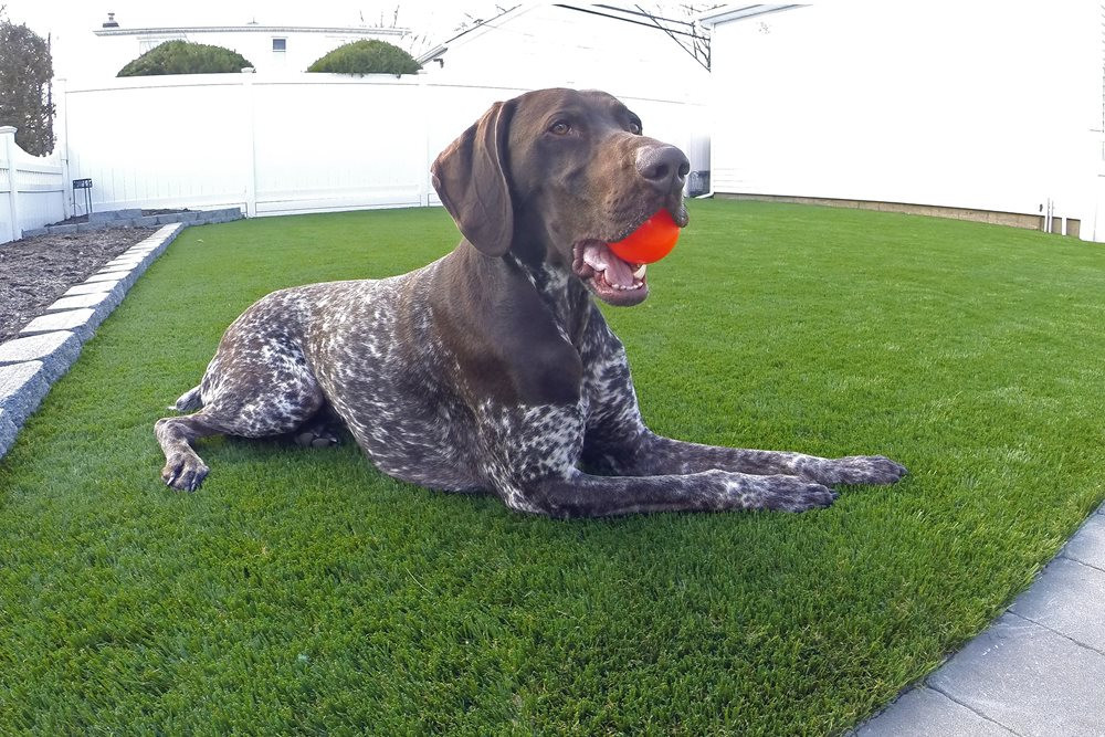 Huntsville artificial turf for dogs